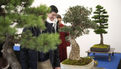 2e édition du salon Grandeur Nature consacré cette année aux bonsaï (22)