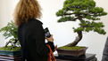 2e édition du salon Grandeur Nature consacré cette année aux bonsaï (24)