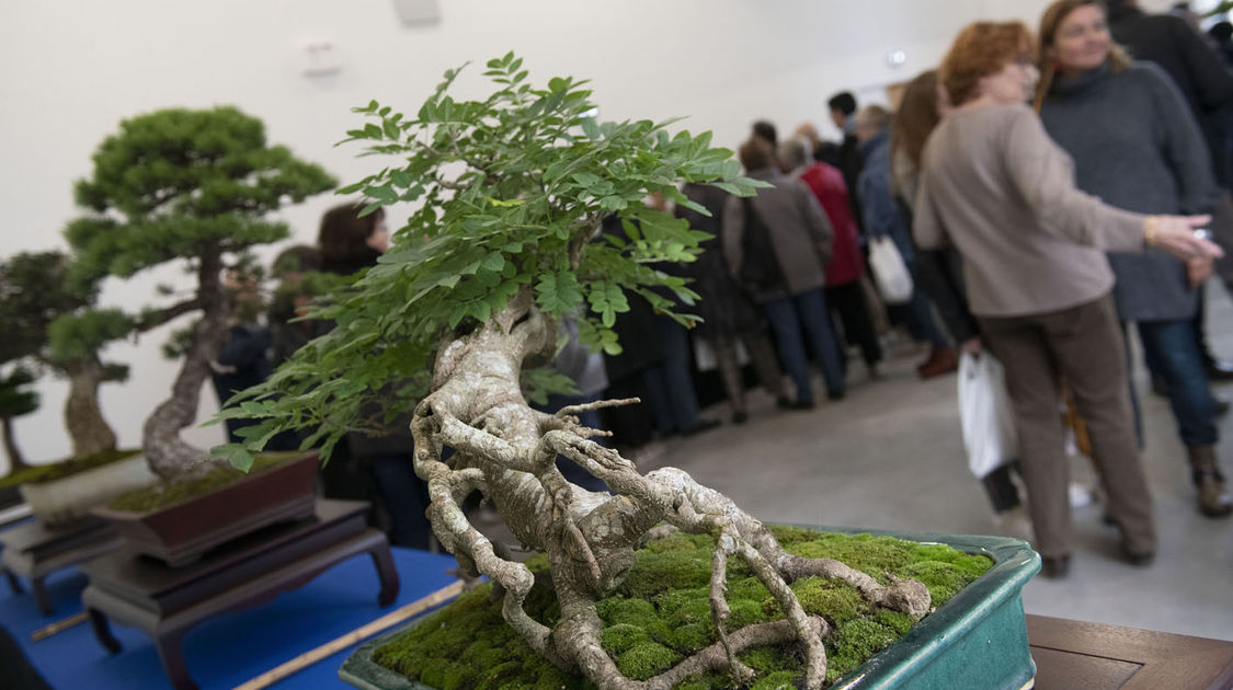 2e édition du salon Grandeur Nature consacré cette année aux bonsaï (8)