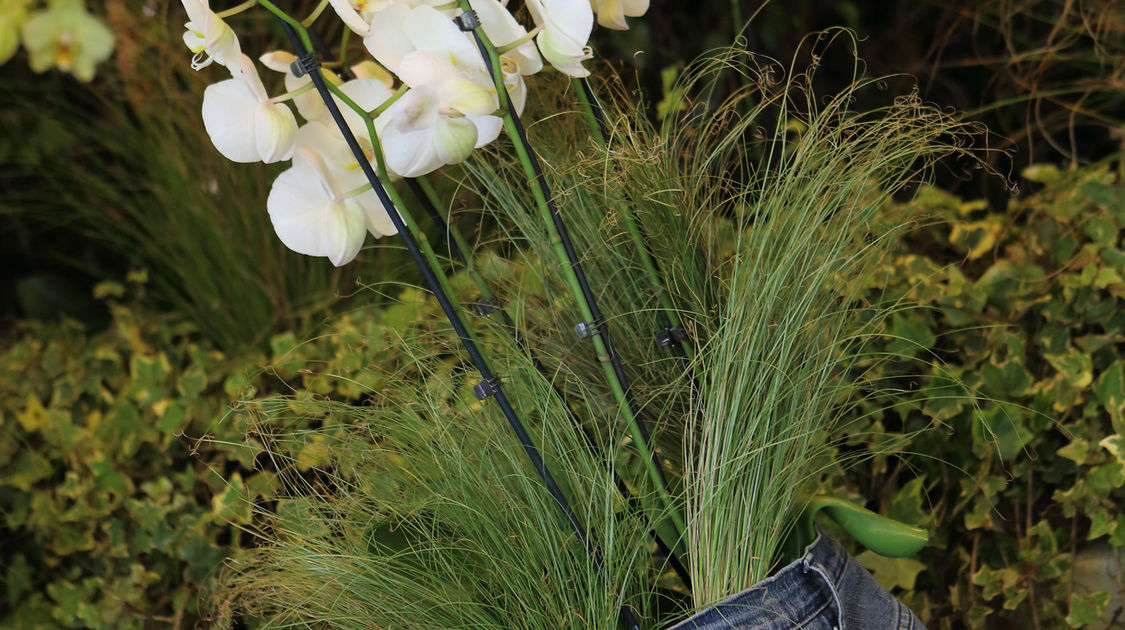 Premier salon grandeur nature - Les orchidées plantes étranges et envoûtantes (2)