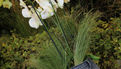 Premier salon grandeur nature - Les orchidées plantes étranges et envoûtantes (2)