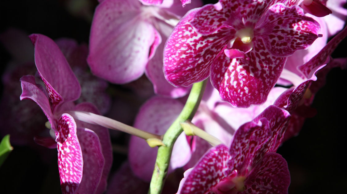 Premier salon grandeur nature - Les orchidées plantes étranges et envoûtantes (20)