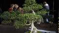 2e édition du salon Grandeur Nature consacré cette année aux bonsaï (10)