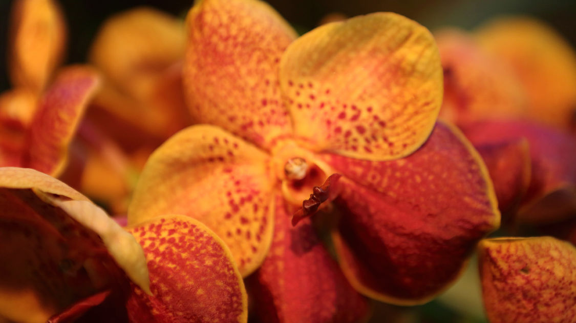 Premier salon grandeur nature - Les orchidées plantes étranges et envoûtantes (6)