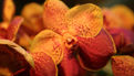 Premier salon grandeur nature - Les orchidées plantes étranges et envoûtantes (6)