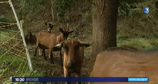 20 chèvres entretiennent le vallon de la Halle des sports de Penhars