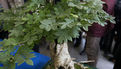 2e édition du salon Grandeur Nature consacré cette année aux bonsaï (2)