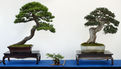 2e édition du salon Grandeur Nature consacré cette année aux bonsaï (1)