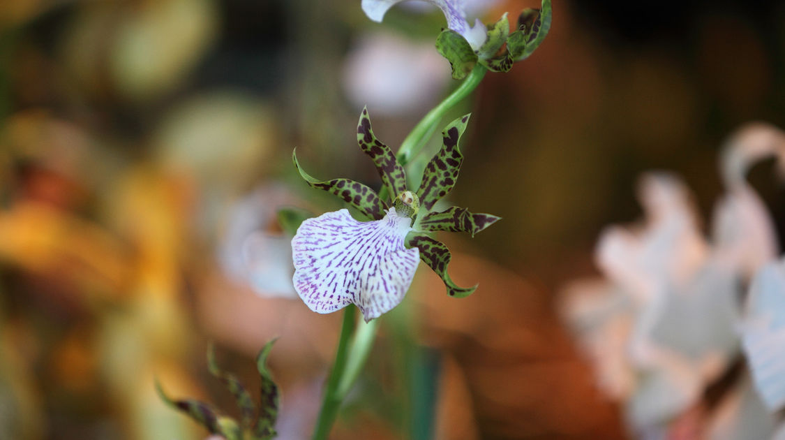Premier salon grandeur nature - Les orchidées plantes étranges et envoûtantes (16)