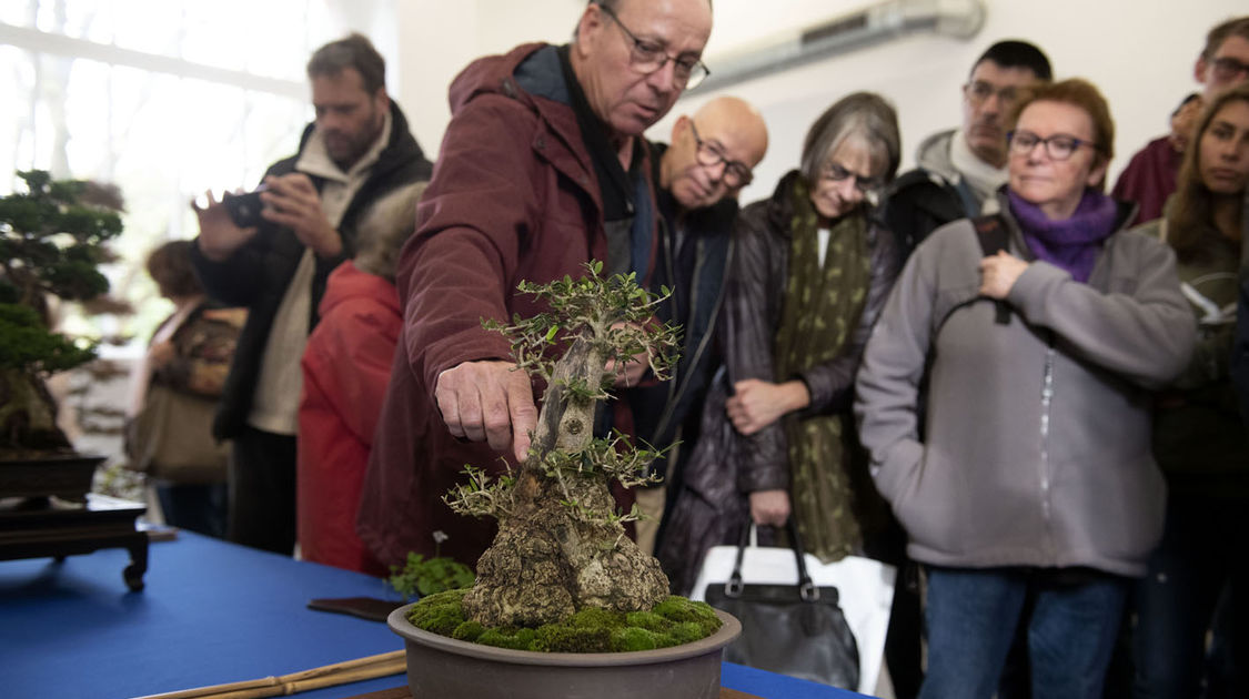 2e édition du salon Grandeur Nature consacré cette année aux bonsaï (5)