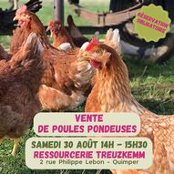 Vente poules pondeuses