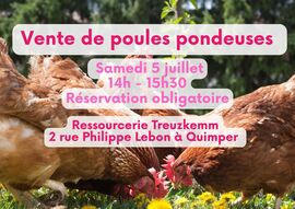 Vente de poules pondeuses à la ressourcerie Treuzkemm de Quimper