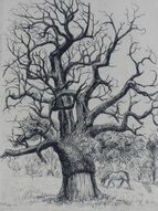 Jean Frelaut «Etude d'arbre»