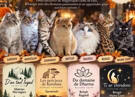 LégendeExposition féline - Animalis Quimper - 31 octobre 202