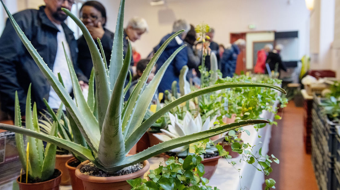 Salon Grandeur Nature - Cactées et plantes succulentes 2019  (16)