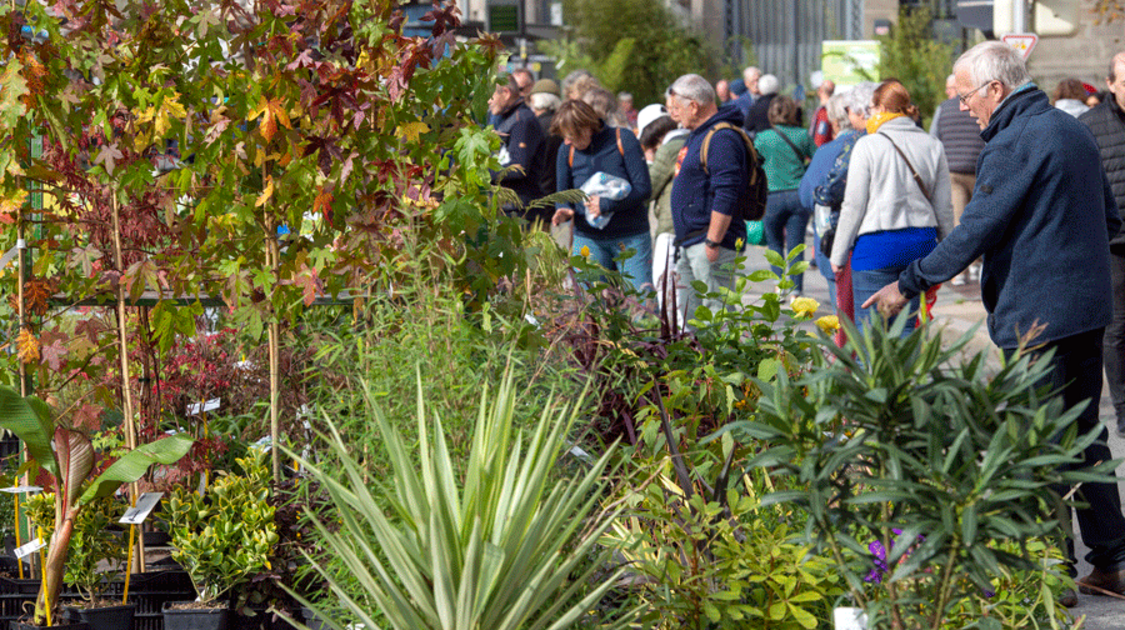 Marché de la fleur d’automne 2022