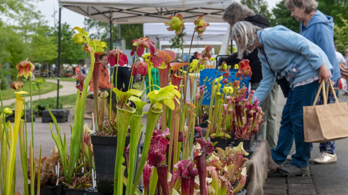 Marché de la fleur d'été 2026