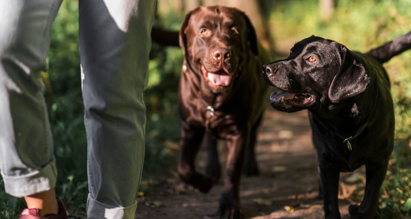 Campagne de capture de chiens  errants sur Quimper 