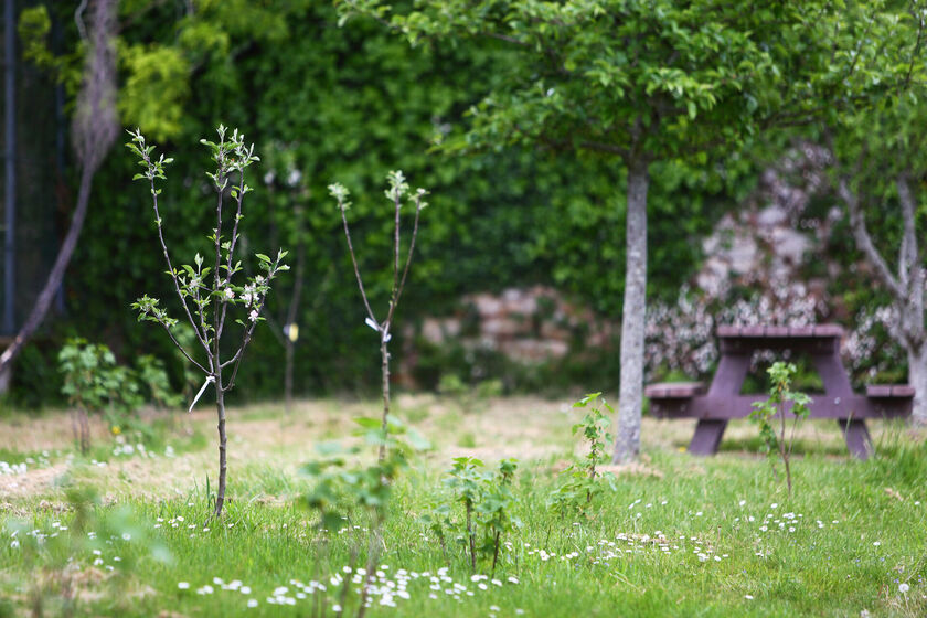 Incivilités : dégradation volontaire d’arbres dans la ville de Quimper