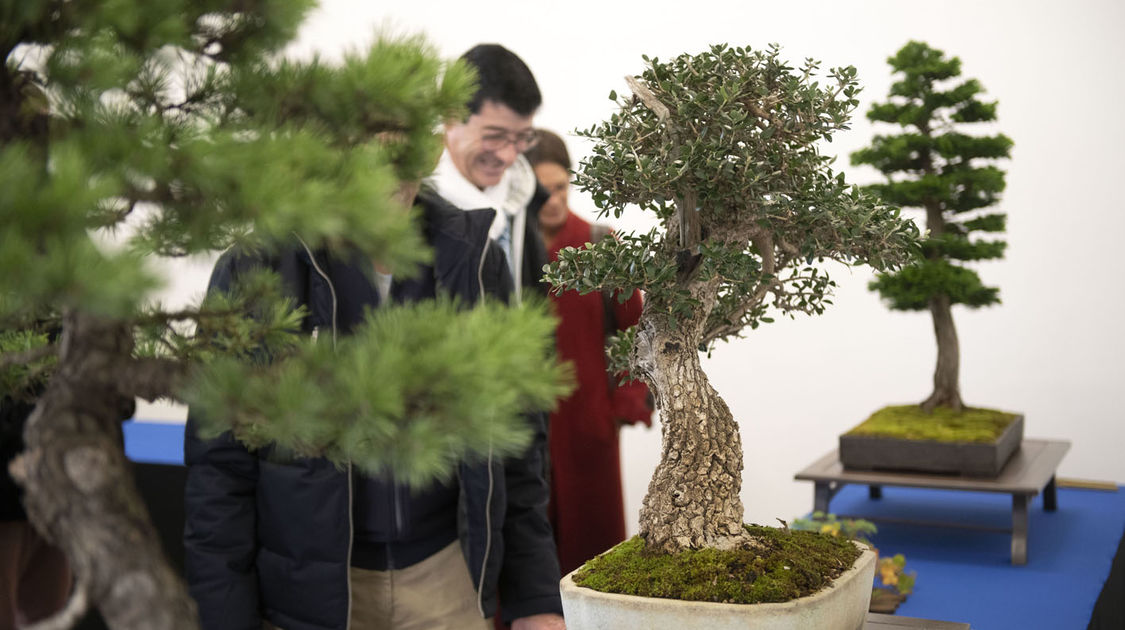 2e édition du salon Grandeur Nature consacré cette année aux bonsaï (22)