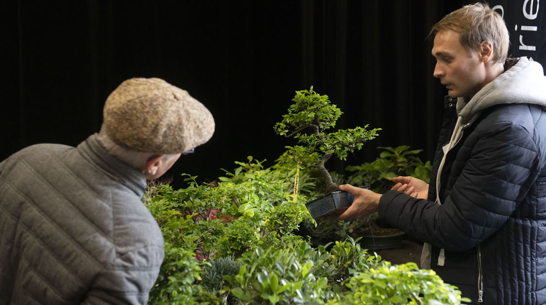 2e édition du salon Grandeur Nature consacré cette année aux bonsaï (14)