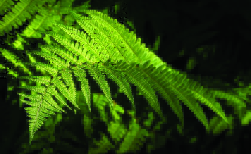 Salon Grandeur Nature : 6 & 7 novembre