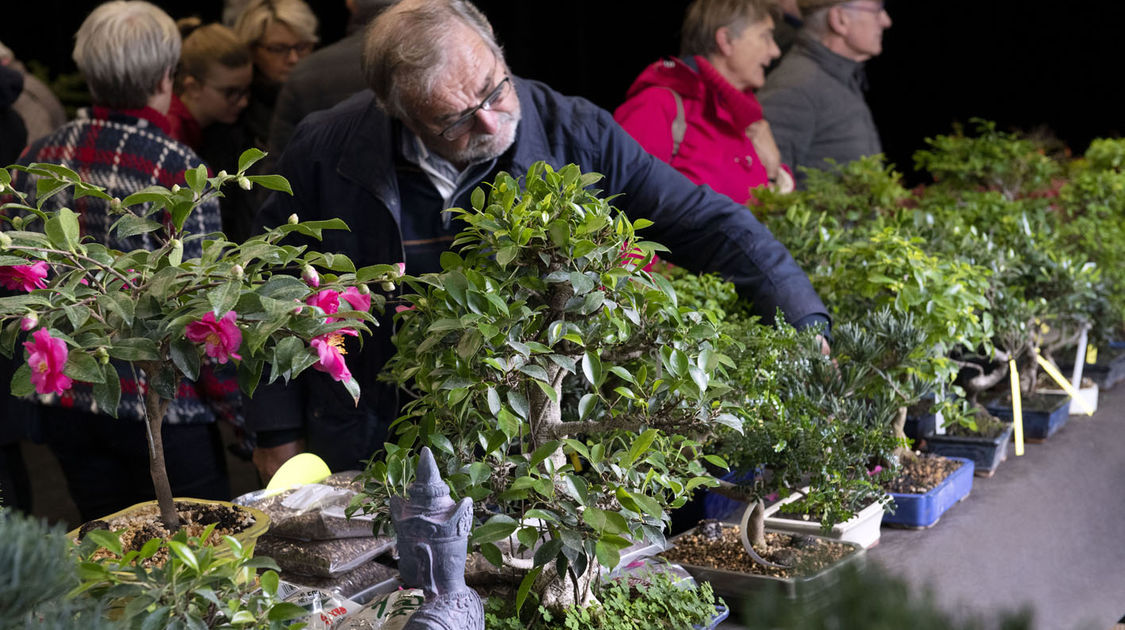 2e édition du salon Grandeur Nature consacré cette année aux bonsaï (13)