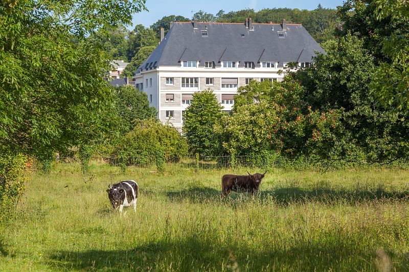 Les vaches de Locmaria