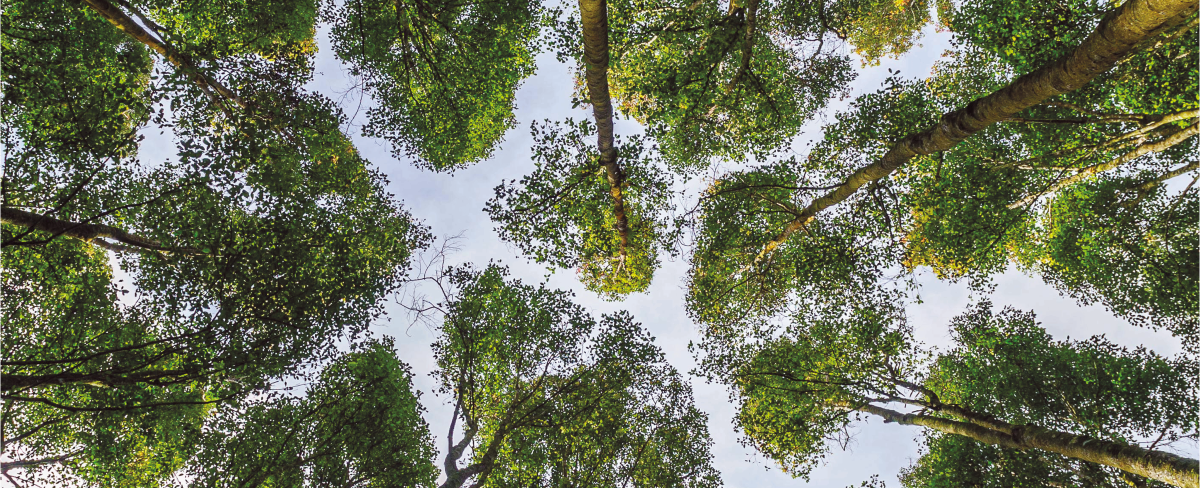 Le temps de l'arbre : 6e édition du festival durant tout le mois d’octobre