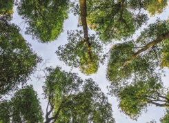 Le temps de l'arbre : 6e édition du festival durant tout le mois d’octobre