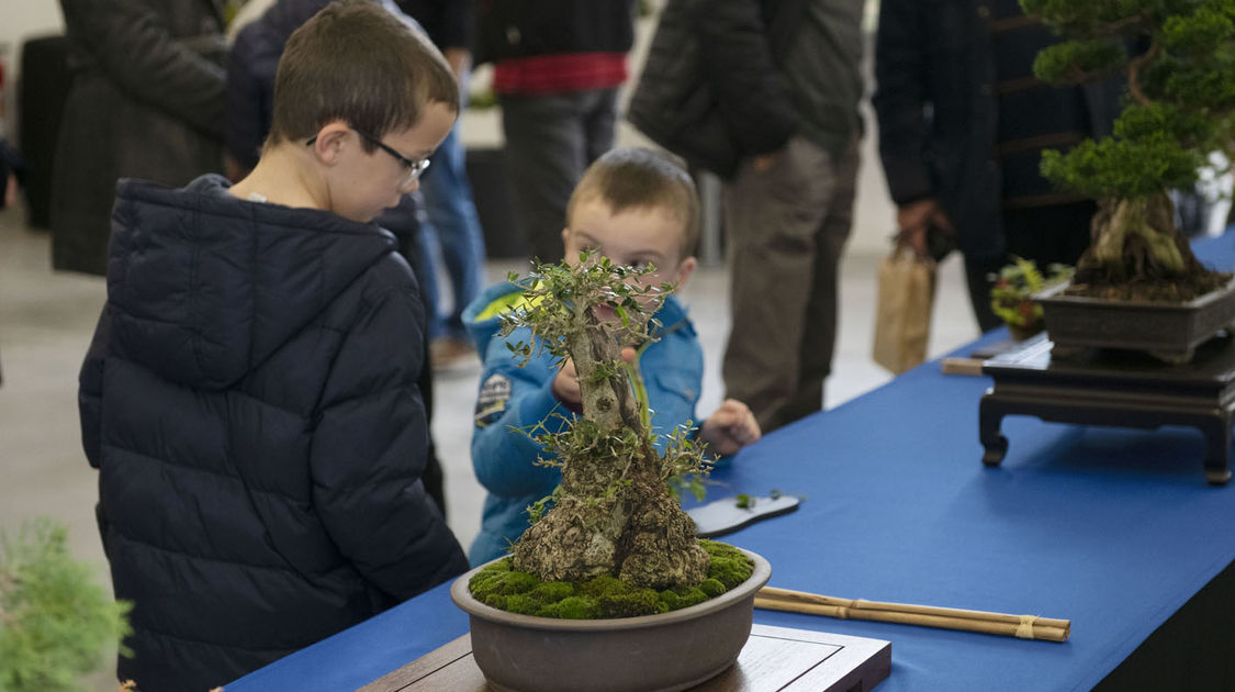 2e édition du salon Grandeur Nature consacré cette année aux bonsaï (20)