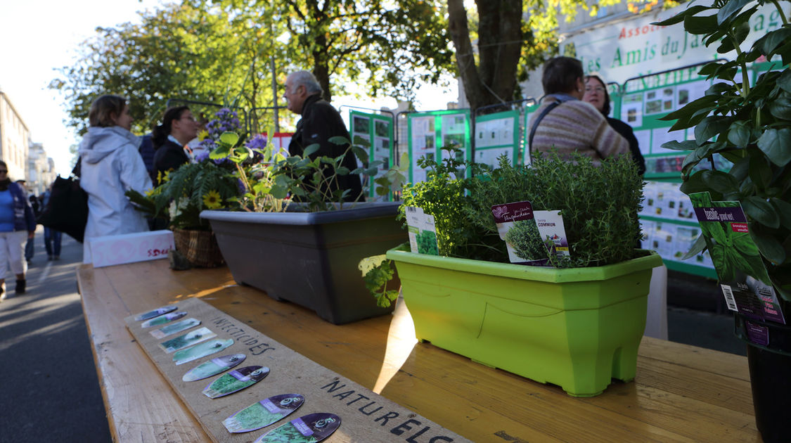 Marché de la fleur - 2 octobre 2016 (5)