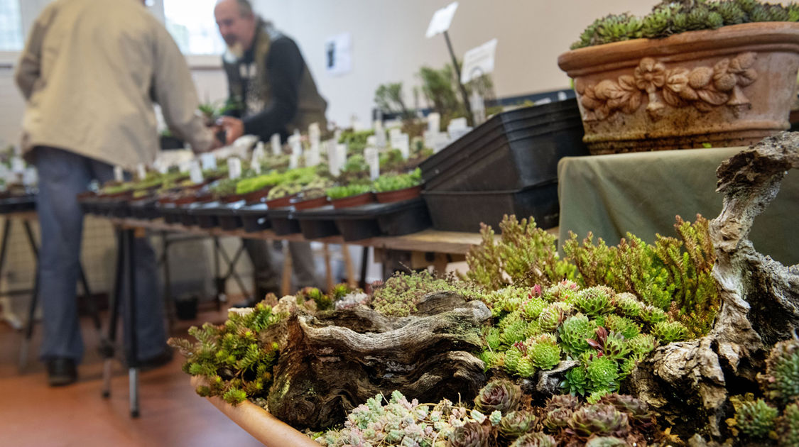 Salon Grandeur Nature - Cactées et plantes succulentes 2019  (2)