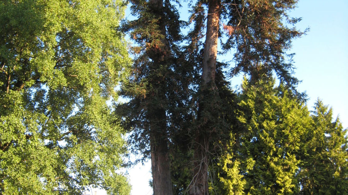 Chantier du Pôle Max Jacob : les arbres remarquables du site sont protégés.