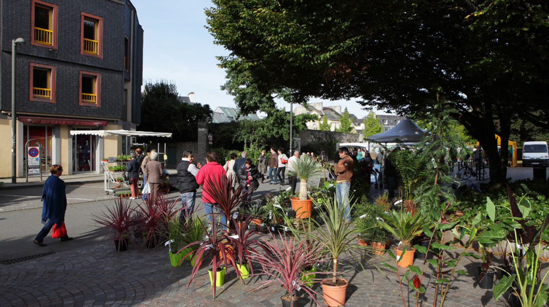 Marché de la fleur d automne 2014 (5)