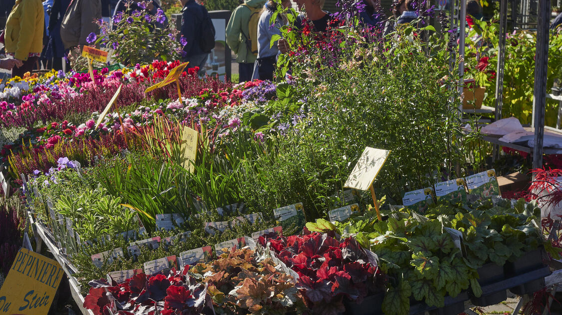 Marché de la fleur d'Automne 2025