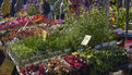 Marché de la fleur d'Automne 2025