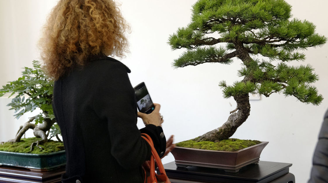 2e édition du salon Grandeur Nature consacré cette année aux bonsaï (24)