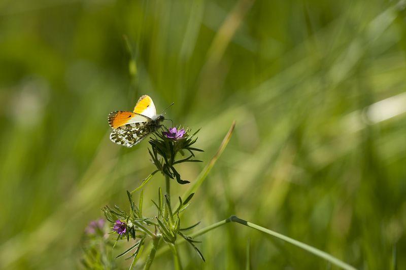 Atlas de la biodiversité communale : 3e défi nature à partir du 1er juillet