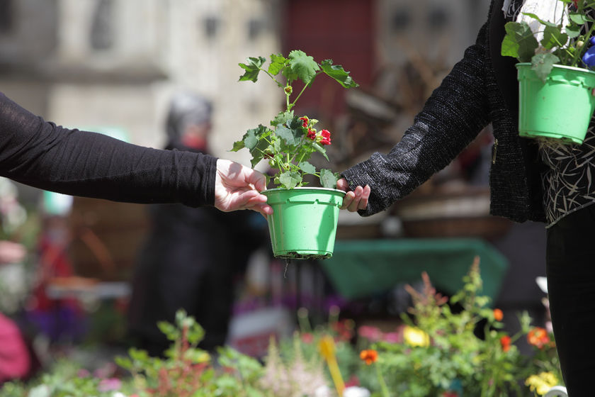 Le marché de la fleur d'été