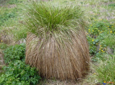 Un touradon de Carex paniculata.