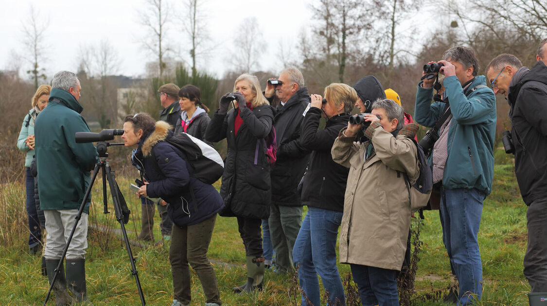 Sortie nature dans la baie de Kerogan à la découverte des oiseaux d'eau