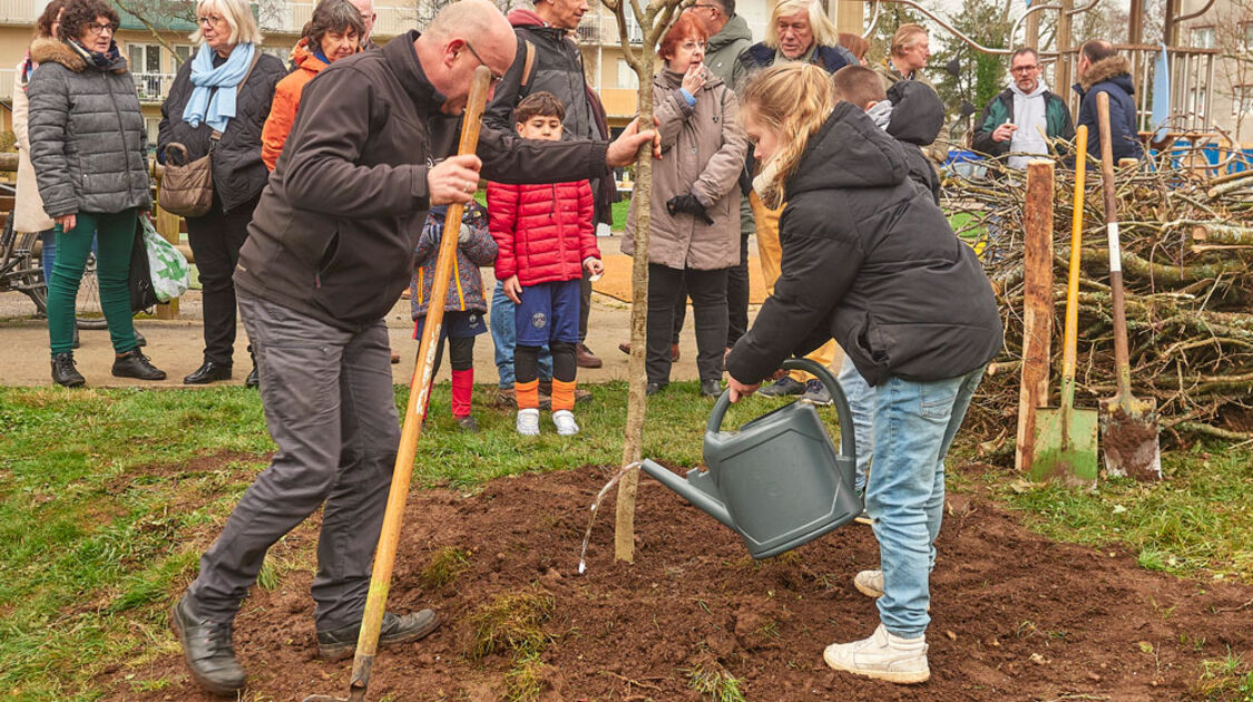 Budget participatif : Des arbres fruitiers et arbustes à Kerfeunteun