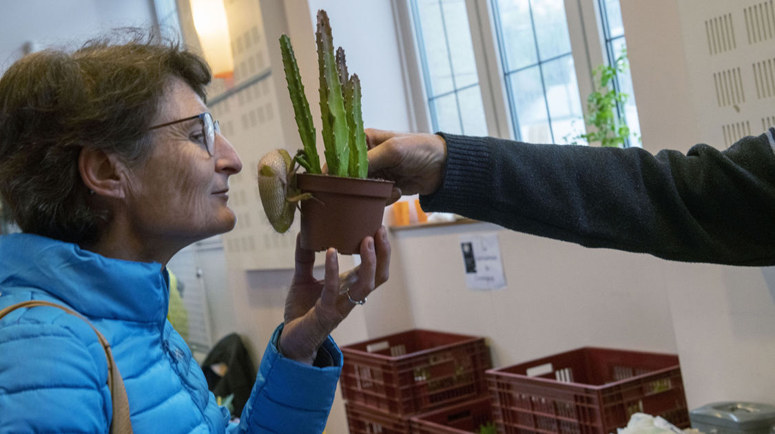 Salon Grandeur Nature - Cactées et plantes succulentes 2019  (13)