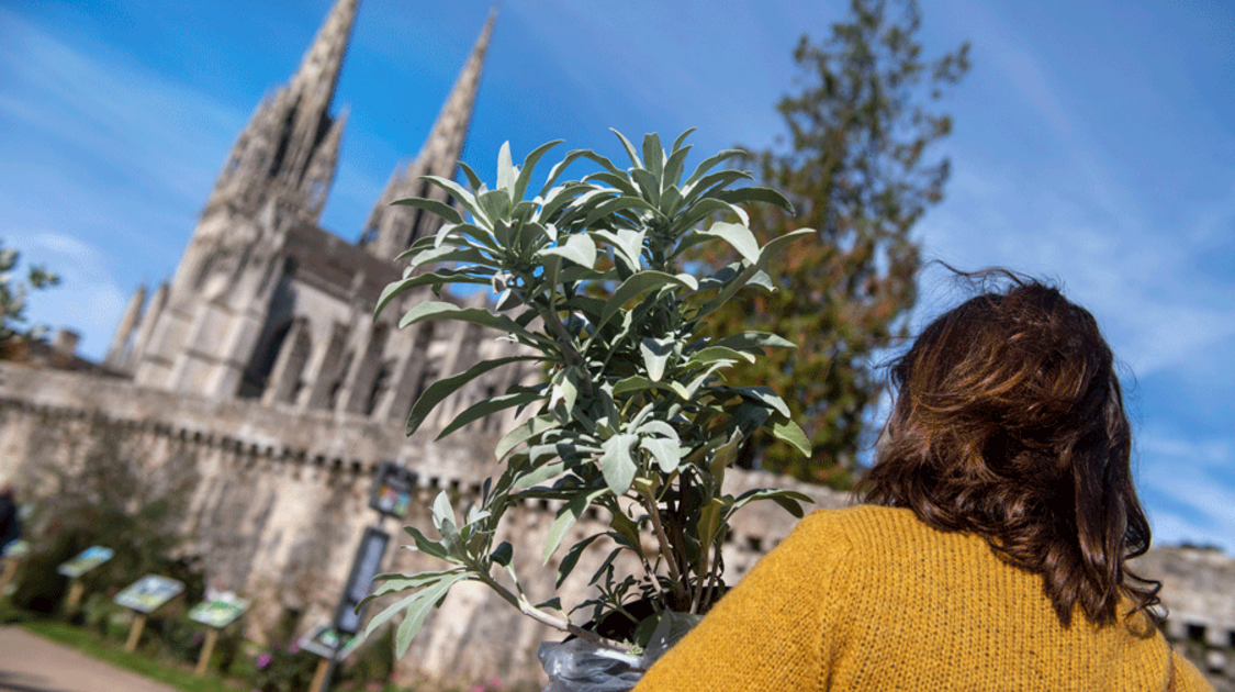 Marché de la fleur d’automne 2022