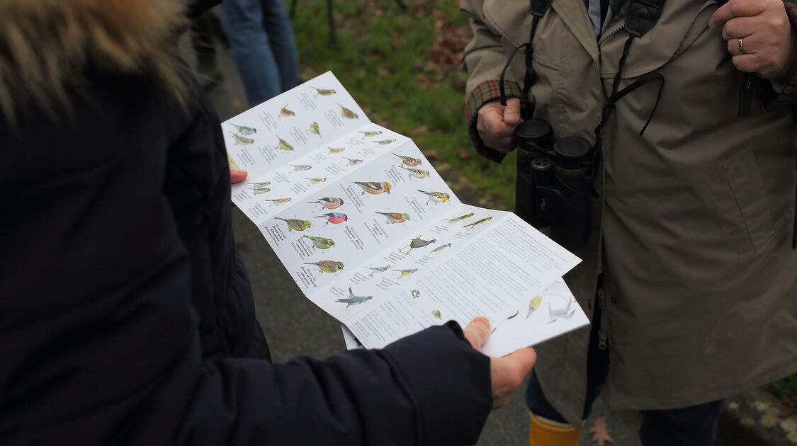 Sortie nature dans la baie de Kerogan à la découverte des oiseaux d'eau