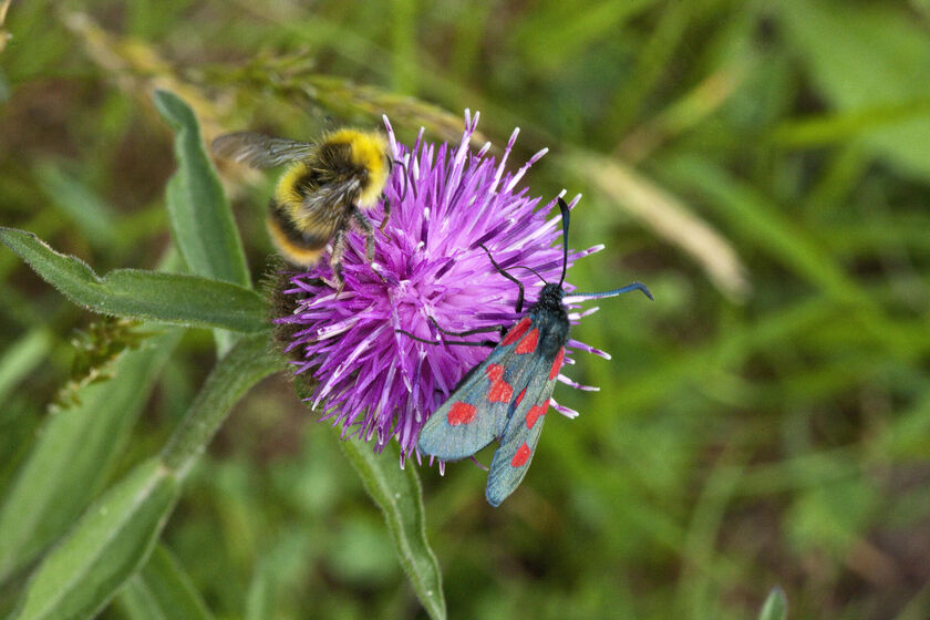 La ville de Quimper se mesure au Baromètre de la Nature 
