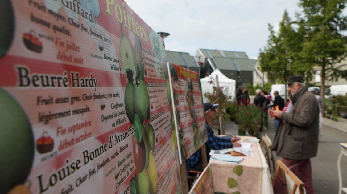 Marché de la fleur d automne 2014 (8)