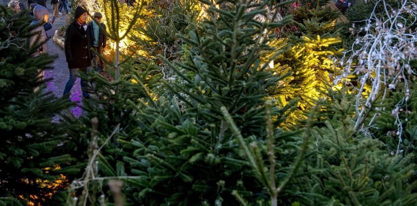 Recyclage des sapins de Noël : du vendredi 26 décembre 2025 au vendredi 9 janvier 2026