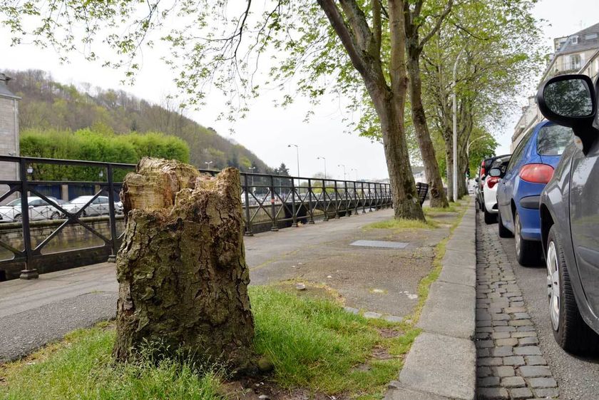 Remplacement de deux marronniers rue du Parc